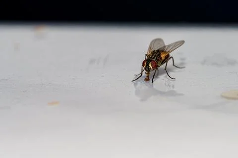Close view of a fly on a surface during daylight, highlighting its features.. Stock Photos