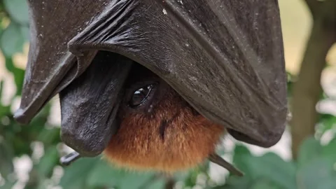 Close view of a flying fox  head Stock Footage 259475435