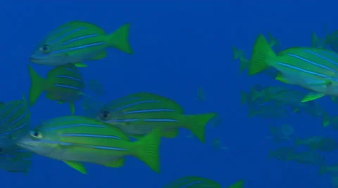 Close up view following a school of fish Stock Footage 25167213