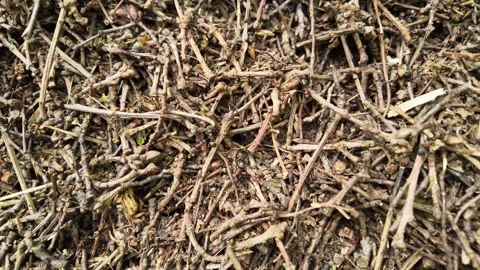 Close-Up View of a Forest Ant Colony in Motion. Stock Footage 310014658