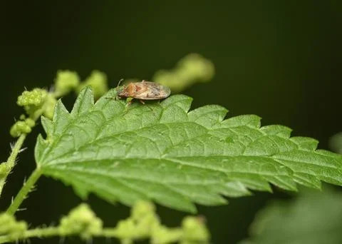 A close-up view of a forest bug on the edge of a shrub leaf in the forest Stock Photos