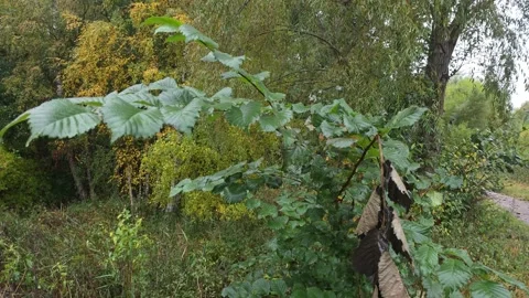 Close View Of Forest Bush Displaying Green And Brown Autumn Leaves Stock Footage 348025736
