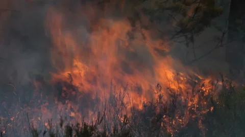 Close view of forest fire and dark smoke Vídeos de archivo 56373113