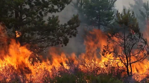 Close view of forest fire with high flames in young pine forest. Vídeos de archivo 56516432