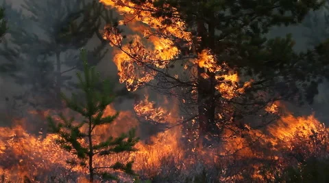 Close view of forest fire in pine forest Vídeos de archivo 56516475