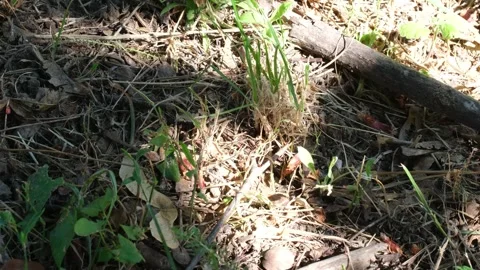 Close-up view of forest floor with fallen branch and grass in the australian bus Stock Footage 280127264