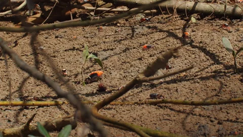 Close-up view of forest floor with various insects and small plants, Vídeos de archivo 282083761