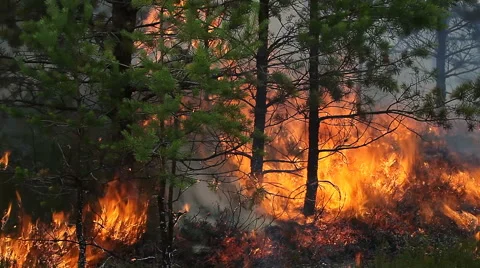 Close view of forest ground fire in young Scots pine forest. Vídeos de archivo 56373153