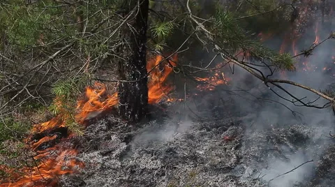 Close view of forest ground fire Stock Footage 58400172