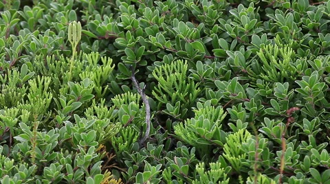 Close view of forest ground vegetation few years after forest fire. Stock Footage 60420251