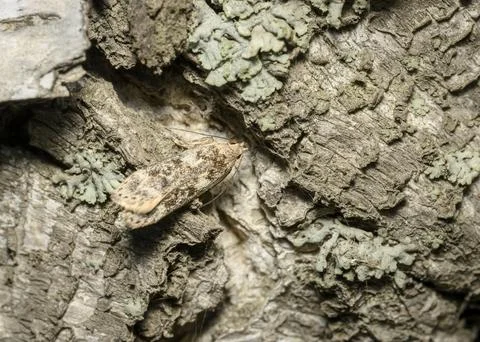 A close-up view of a forest moth masking on the bark of a tree Stock Photos