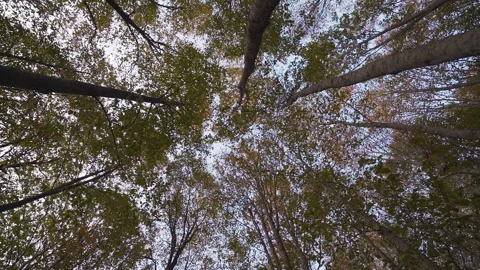 Close-up view of Forest. Powerful trees and light haze. Stock-Footage 146850933