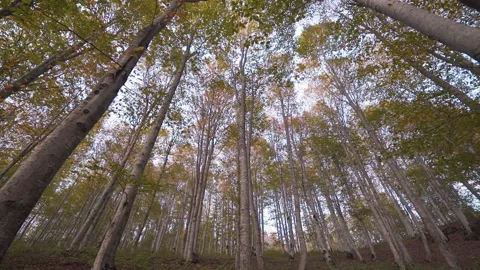 Close-up view of Forest. Powerful trees and light haze. Stock Footage 146851228