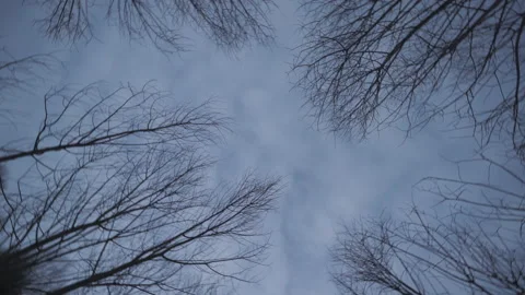 Close-up view of Forest. Powerful trees and light haze. Stock Footage 147444572