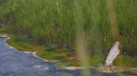 Close up view of forest stream flowing in green fresh grass Stock Footage 67170546