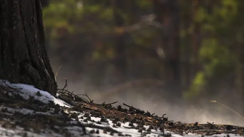 Close view in the forest of vapors from the ground with snow, in spring Stock Footage 310222283