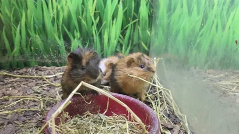 Close-up view of four cute guinea pigs eating and chewing the hay. 動画素材 196303342