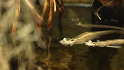 Close view of four eyed fish Stock Footage 258974534