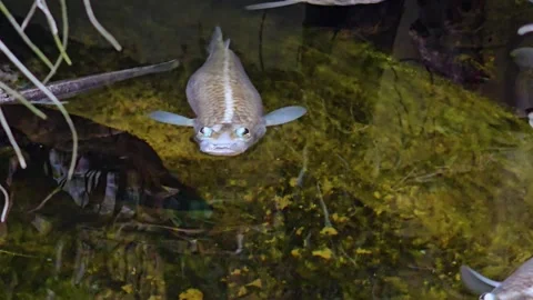 Close view of four eyed fish swimming Stock Footage 261389987