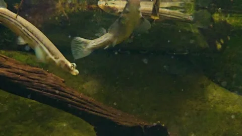 Close view of a four eyed fish Stock Footage 269551499