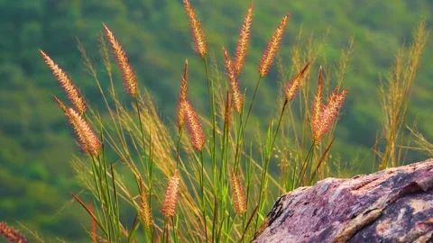 Close-up view of foxtail grass swaying gently atop a majestic mountain peak, cap Stock-Footage 321861532