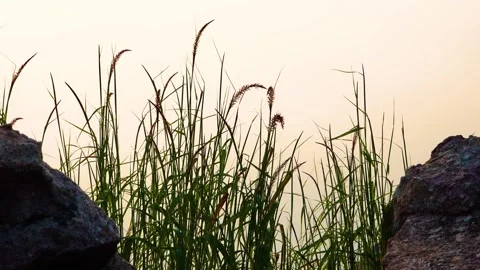 Close-up view of foxtail grass swaying gently atop a majestic mountain peak, cap Stock Footage 321861533