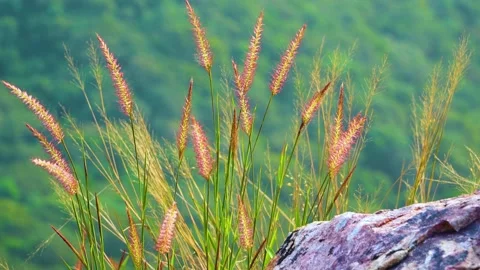 Close-up view of foxtail grass swaying gently atop a majestic mountain peak, cap Stock Footage 321861534
