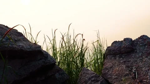 Close-up view of foxtail grass swaying gently atop a majestic mountain peak, cap Stock Footage 321861535