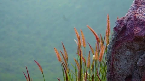 Close-up view of foxtail grass swaying gently atop a majestic mountain peak, cap Stock Footage 321861543
