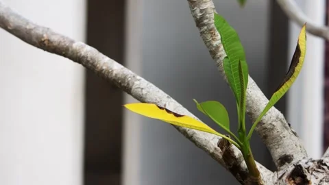 Close Up View Of Frangipani Tree Branch With Green And Yellow Sprouting Leave 库存影片 344728854