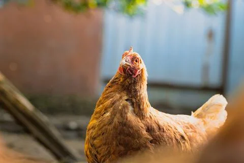 Close-up View of a Free-Range Chicken Exploring Its Natural Habitat During Stock Photos