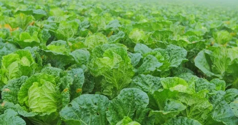 Close up view of fresh and green salad leaves on field 42531869