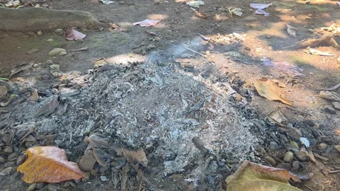 Close-up view of fresh ashes and charred remnants of leaves and twigs. Vidéo 308434971