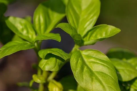 Close up view of fresh basil leaves Stock Photos