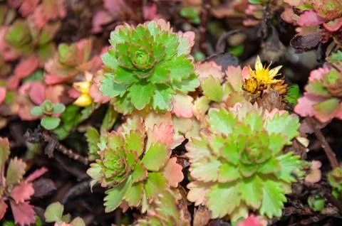 Close up view of fresh bright green and pink autumn sedum succulent rosette.. Stock Photos