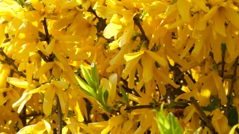 Close-up view of fresh bush with yellow leaves in springtime Vidéo 273107585