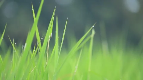 Close Up View of Fresh Clear Morning Dew Drops on Green Rice Plant Leaves Stock Footage 346443606