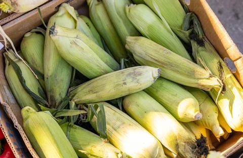 Close-up view of fresh corn cobs and onions at a farmers market, showcasing.. Stock Photos