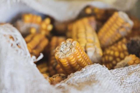 Up-Close View of Fresh Corn Stock Photos