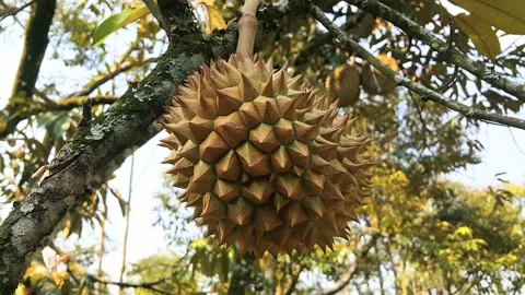 Close up view of fresh Durian fruit on the tree in the durian garden Stock Footage 255100406