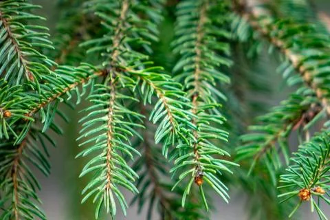 Close-up view of fresh evergreen tree branches in nature Stock Photos