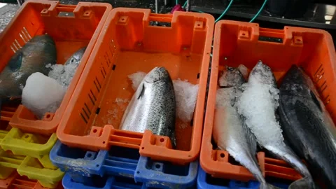Close up view on fresh fish in plastic basket on fish market Stock-Footage 280791991