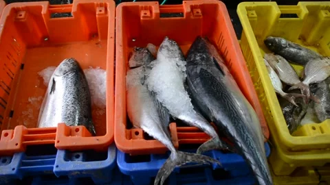Close up view on fresh fish in plastic basket on fish market Stock-Footage 280791992