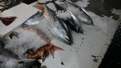 Close up view on fresh fish in plastic basket on fish market Видео 280792058