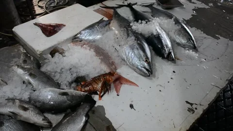 Close up view on fresh fish in plastic basket on fish market Stock-Footage 280792201