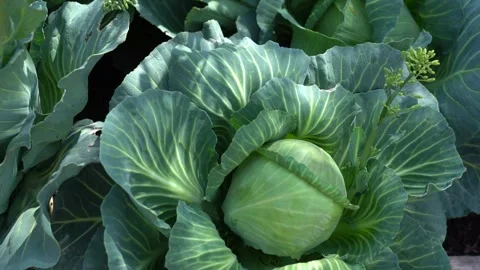 Close up view of Fresh Green Cabbage growing in Harvest farm Field Video stock 329392321