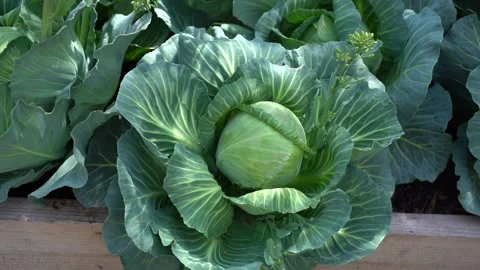 Close up view of Fresh Green Cabbage growing in Harvest farm Field Video stock 329392328
