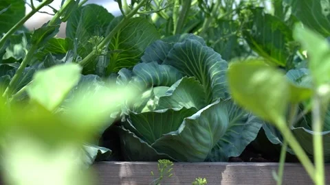 Close up view of Fresh Green Cabbage growing in Harvest farm Field Video stock 329392329