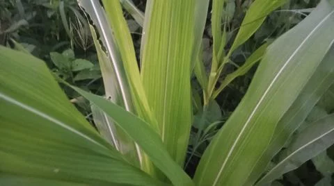 Close-up view of fresh green corn leaves growing in an agricultural field. Stock Photos