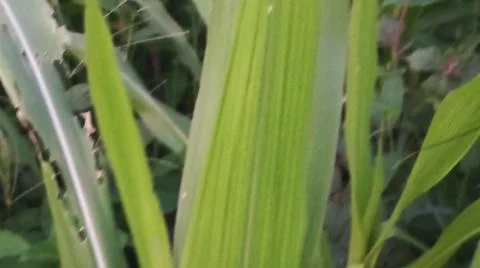 Close-up view of fresh green corn leaves growing in an agricultural field. Stock Photos